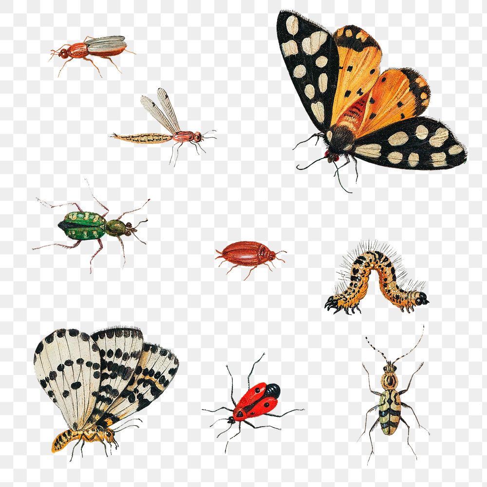 Vintage butterfly and insect illustration set transparent png