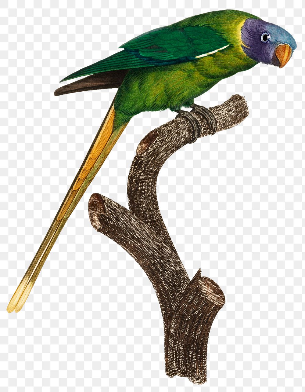 Plum Headed Parakeet illustration png