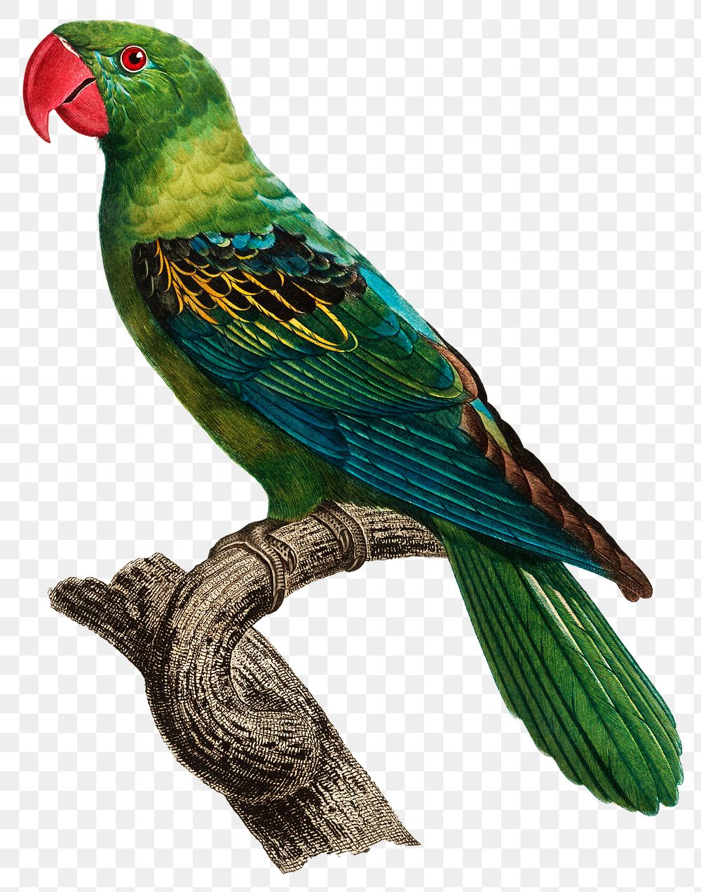 Grand-Billed Parrot vintage illustration PNG