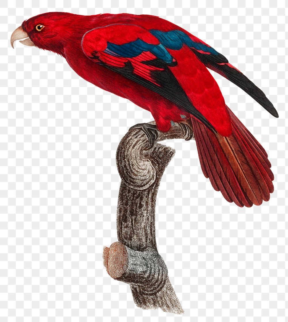 Red lory parrot illustration png