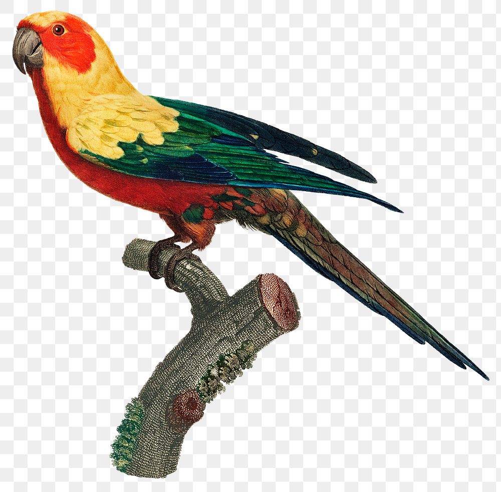 Sun parakeet png bird vintage illustration