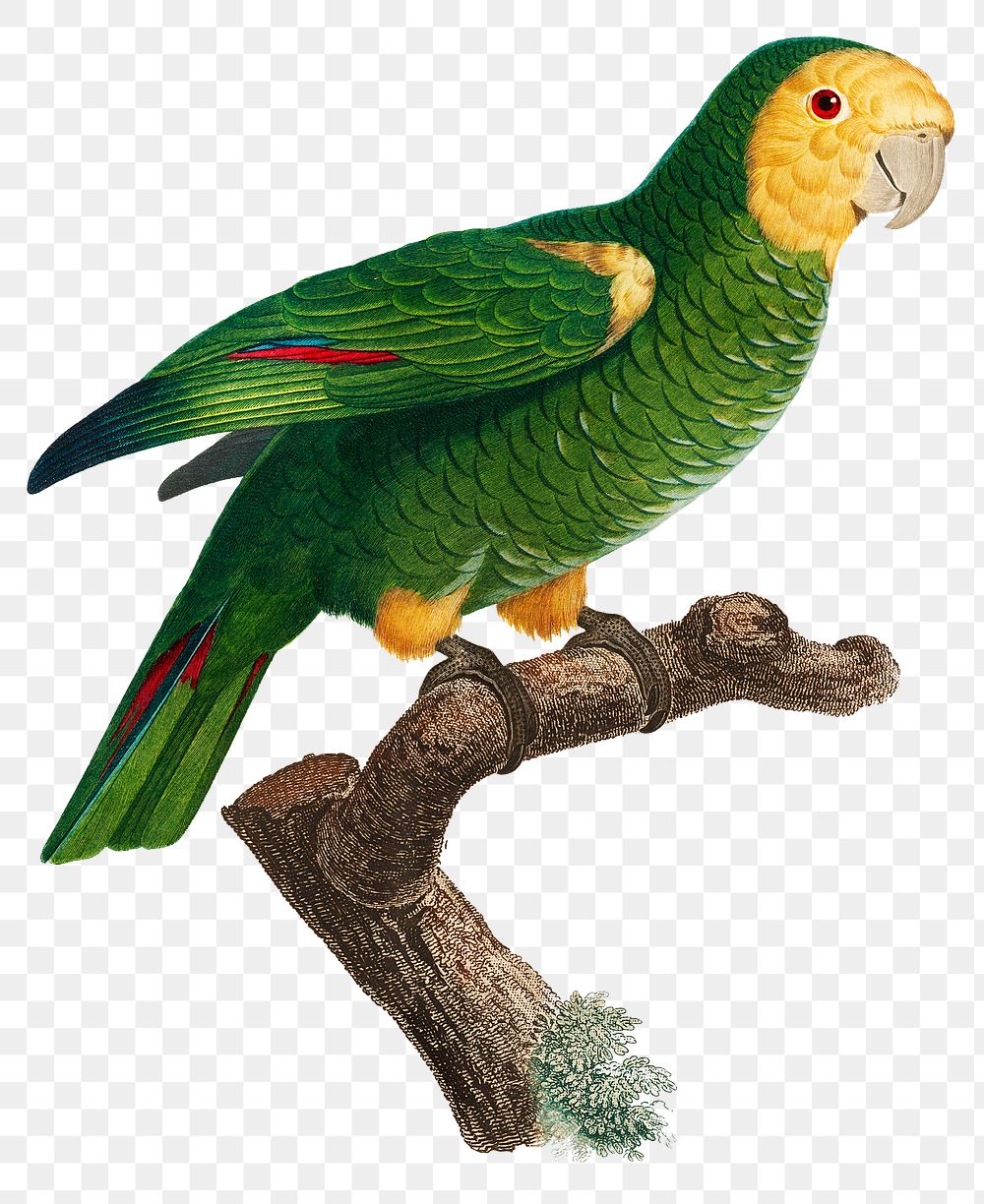 Png vintage yellow-shouldered parrot 