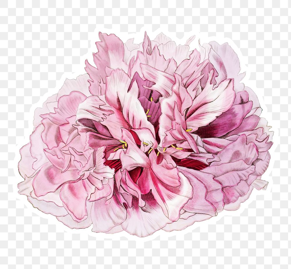 Pink peony flower png floral cut out