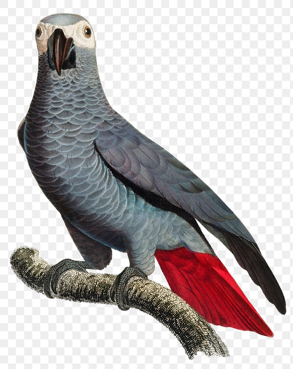 Grey Parrot png exotic bird illustration 