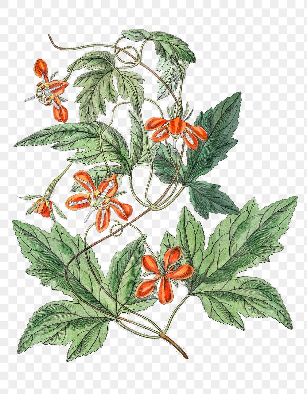 Tropical flower red coccinea png illustrated hand drawn