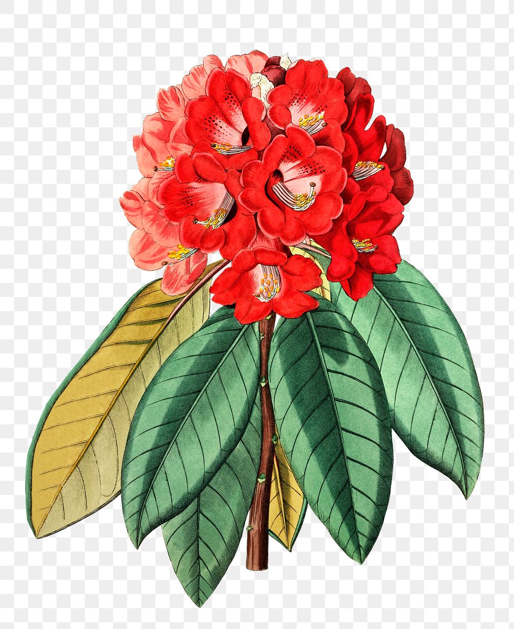 Vintage rhododendron flower png blooming illustration