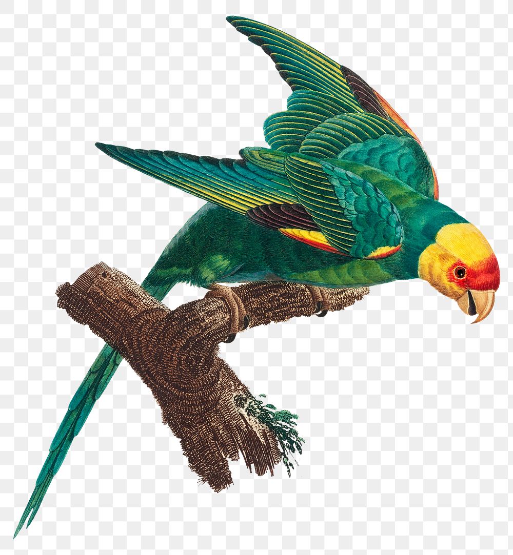 Yellow-crowned parakeet png image