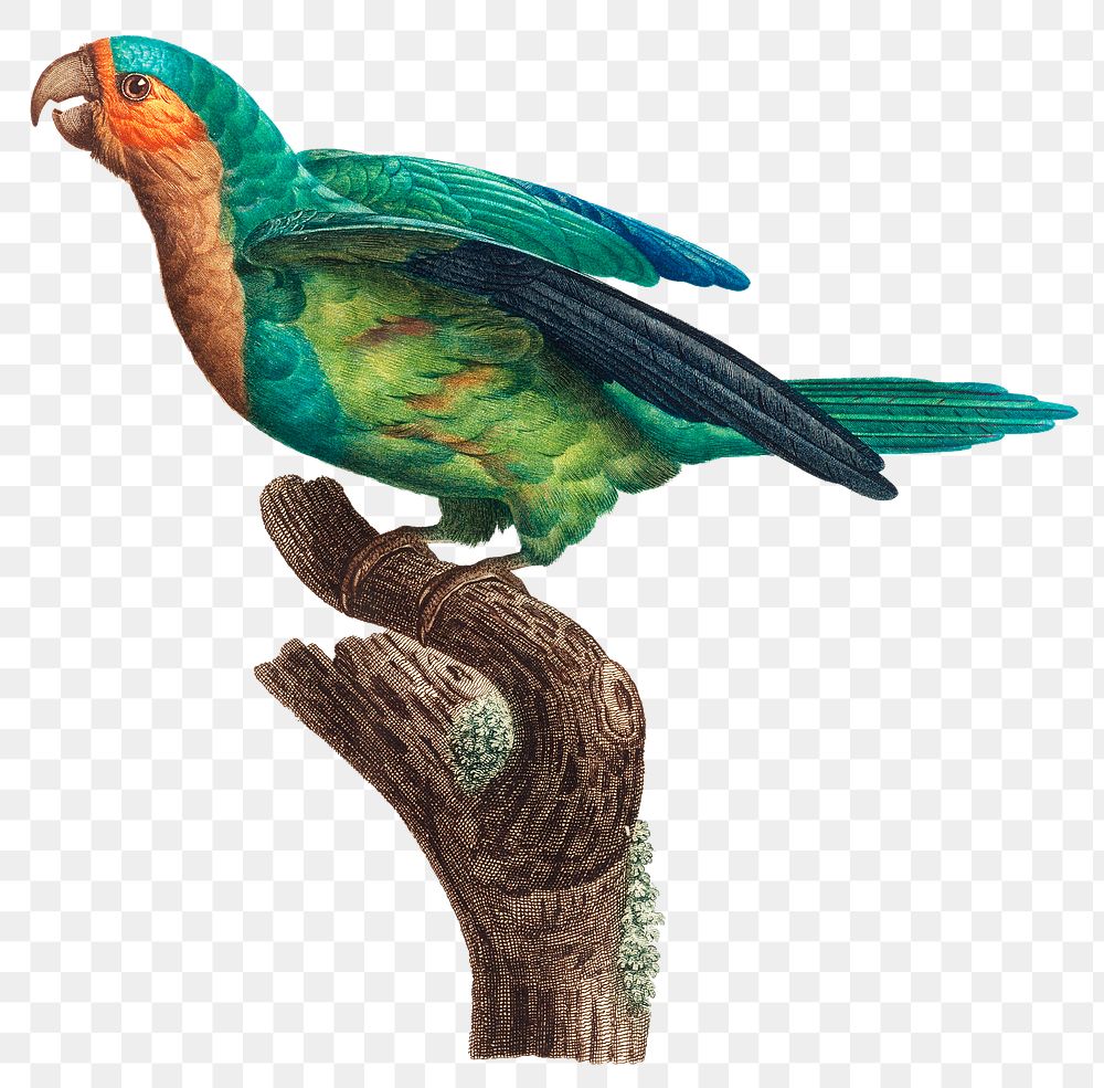 Yellow Crowned Parakeet bird png