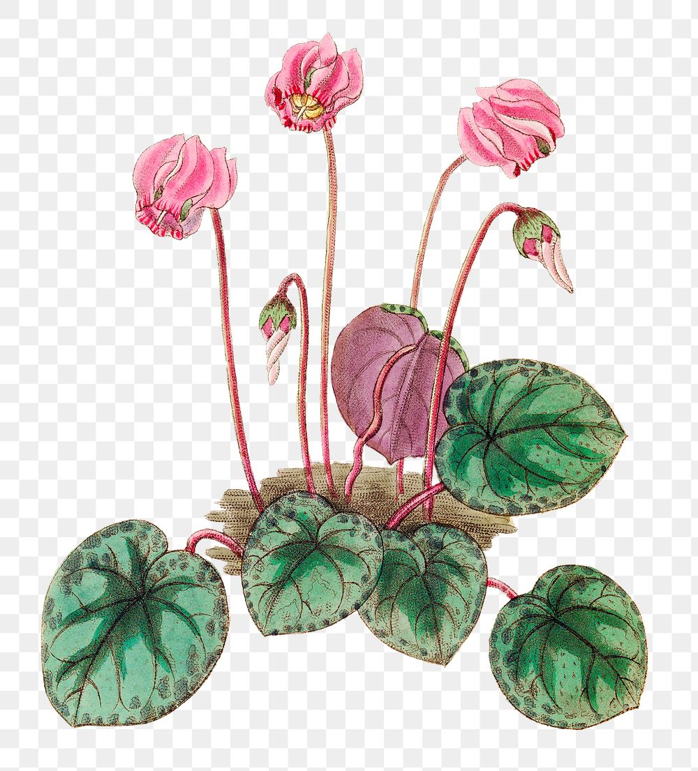 Tropical flower pink cyclamen png vintage illustration