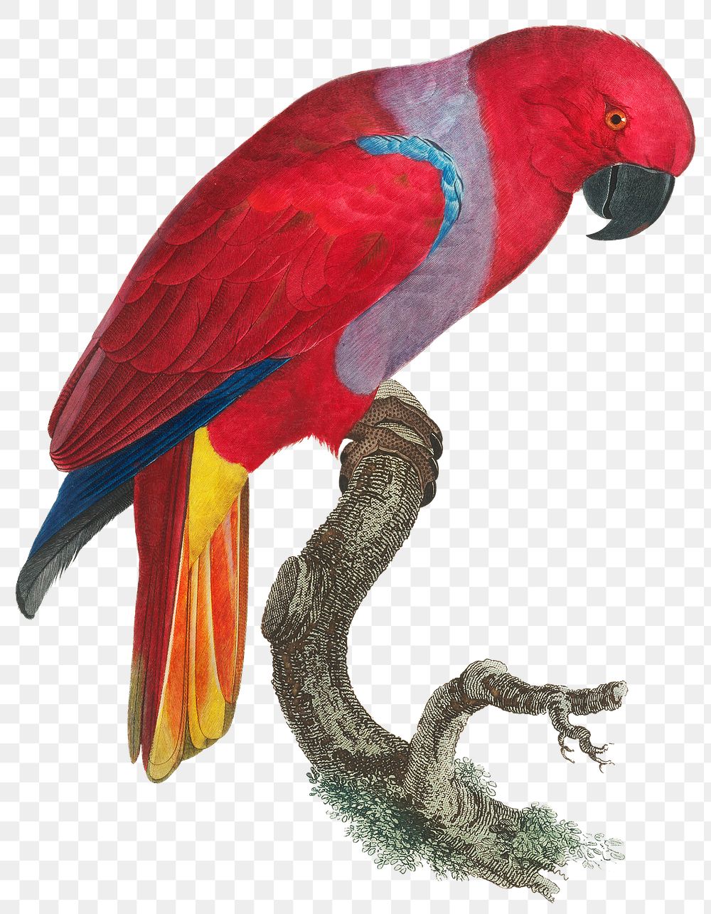 Retro eclectus parrot png illustration 