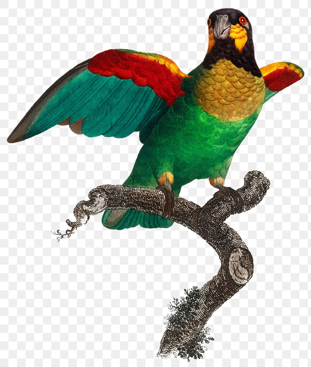 Vintage orange cheeked parrot png