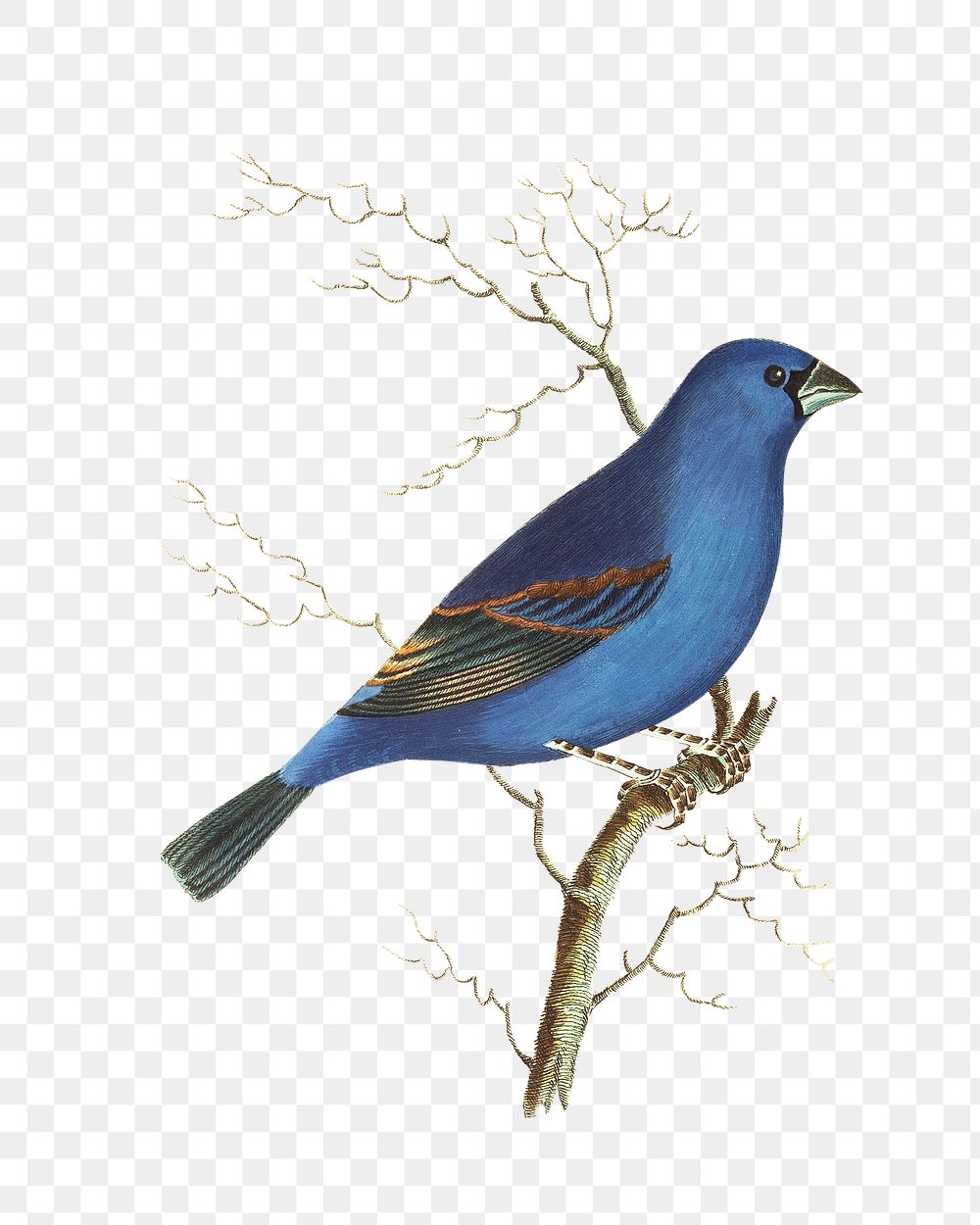 Png hand drawn deep blue grossbeak bird illustration