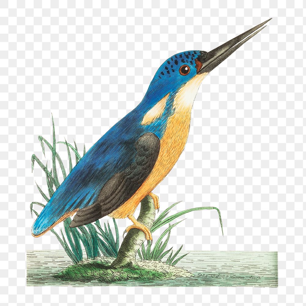 Png hand drawn deep blue kingfisher bird illustration