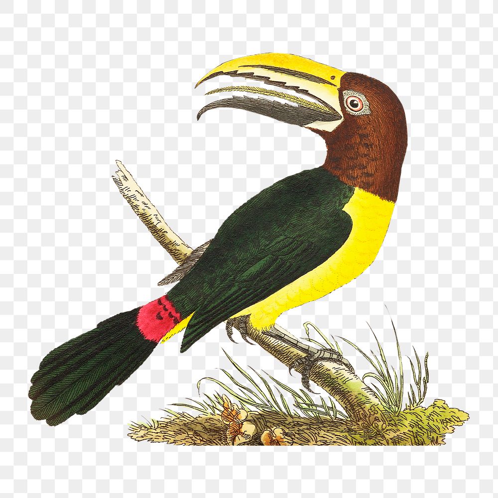 Png hand drawn green toucan bird vintage clipart