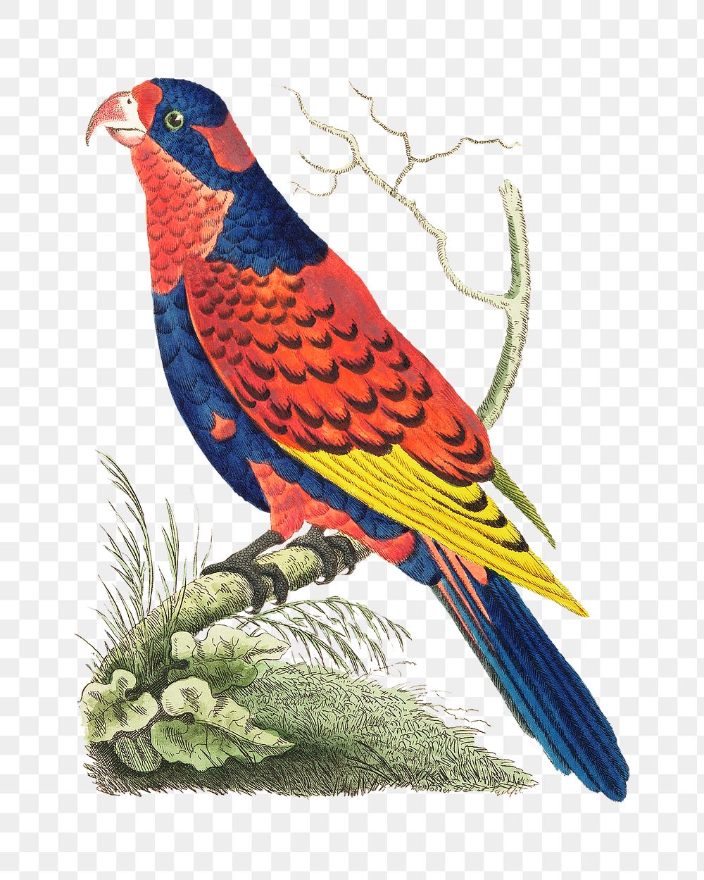 Png hand drawn vintage illustration indian lory bird