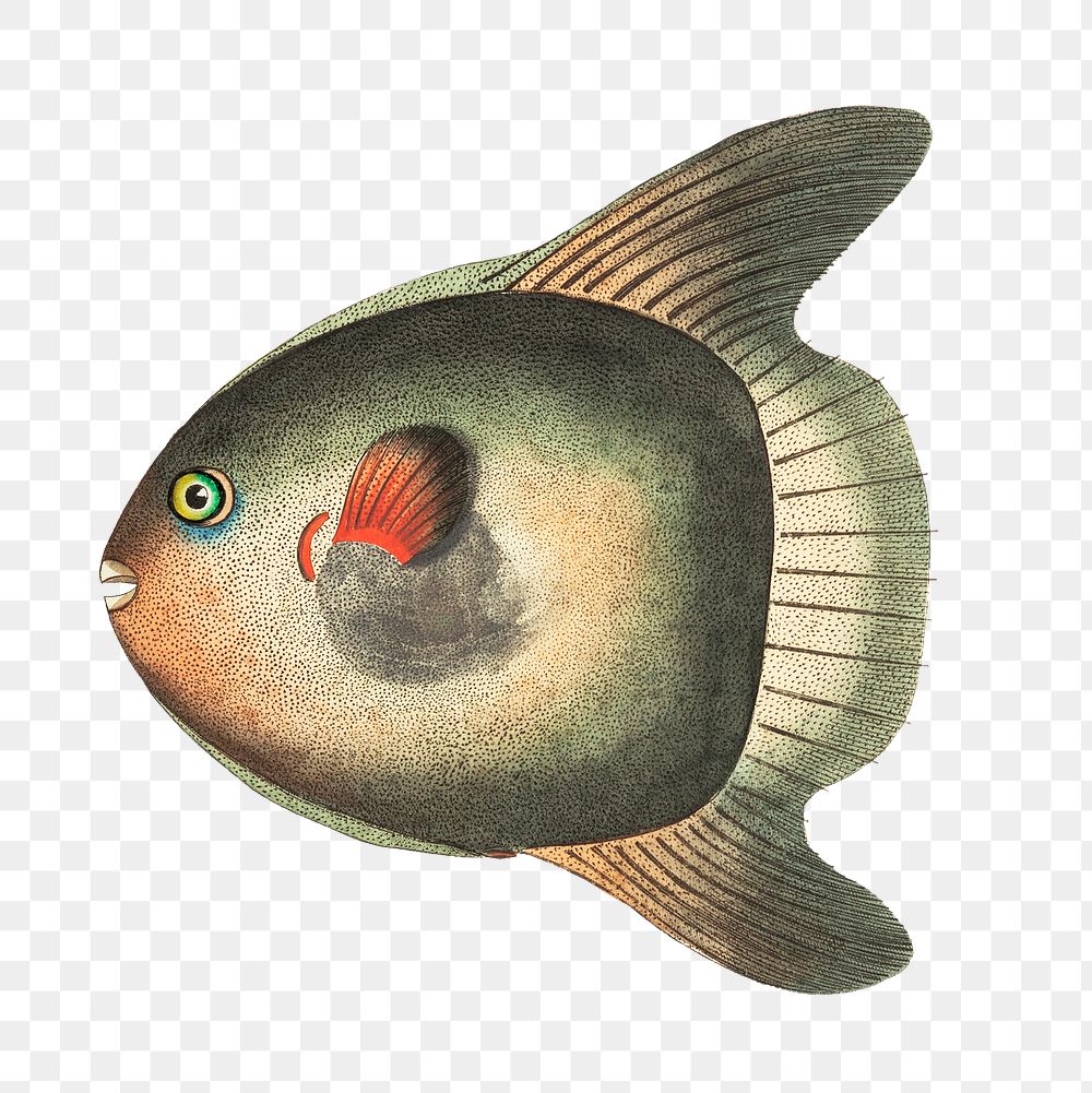Png animal sticker short sun fish illustration