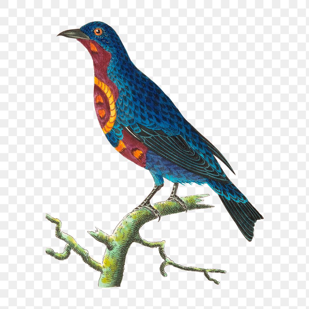 Png animal sticker purple breasted chatterer bird illustration