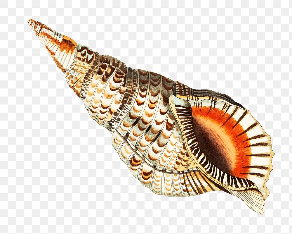 Png hand drawn sea trumpet shell vintage illustration