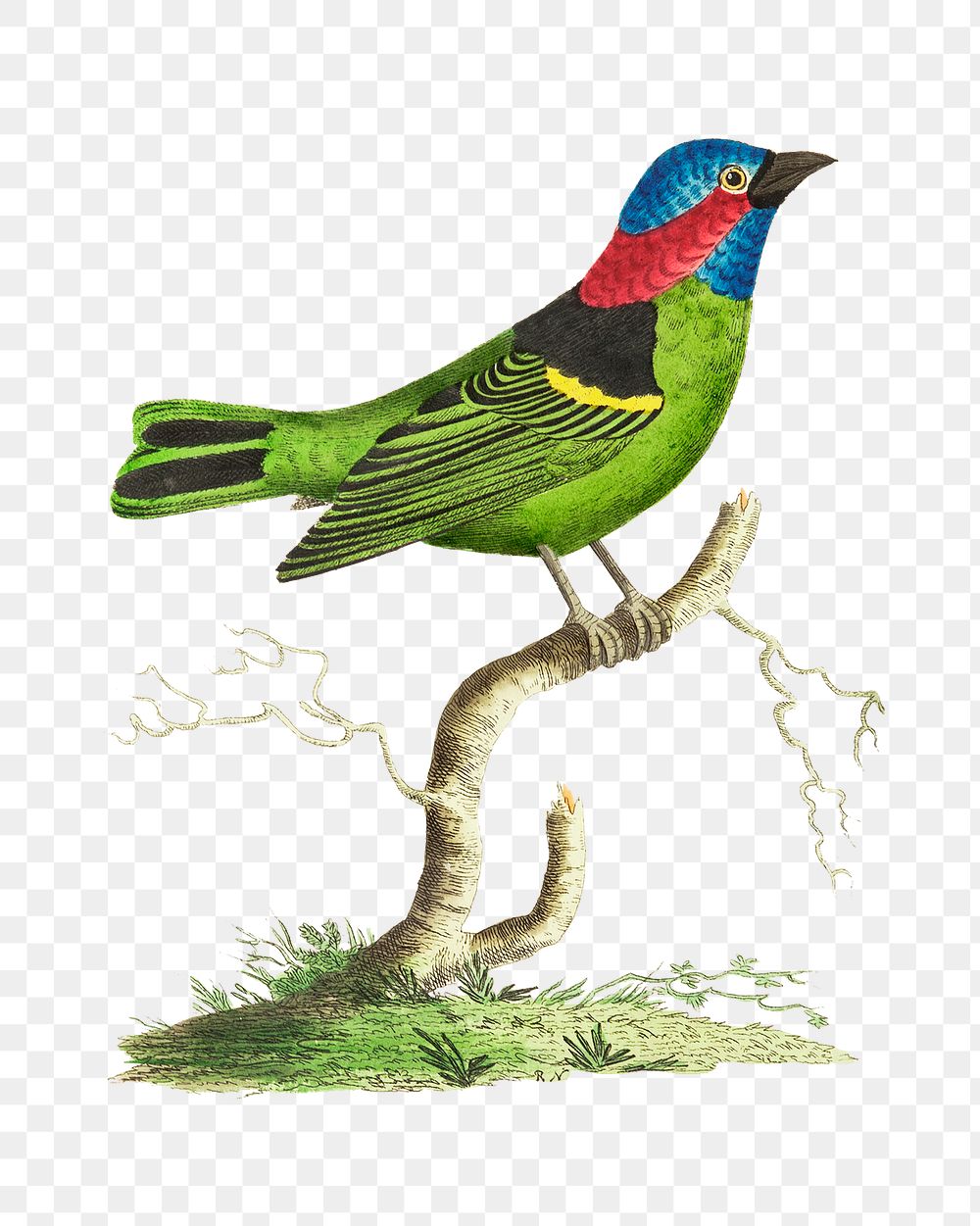 Png hand drawn vintage illustration collared tanager bird