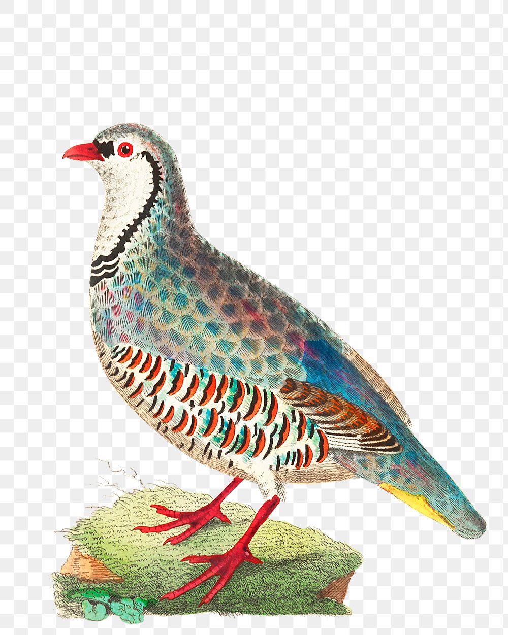 Png hand drawn bird red partridge illustration