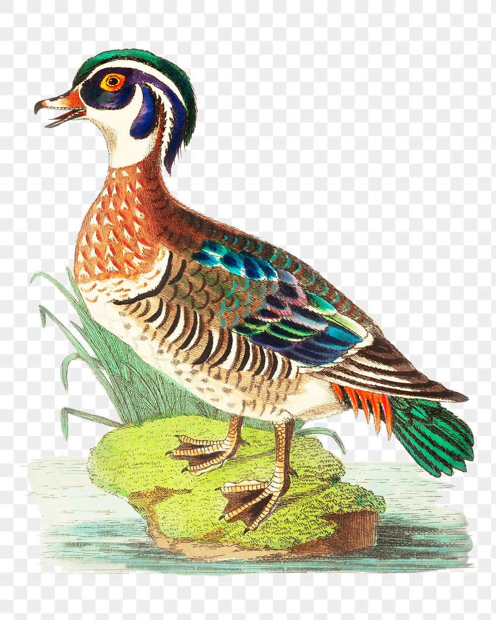 Png hand drawn bird summer duck illustration 