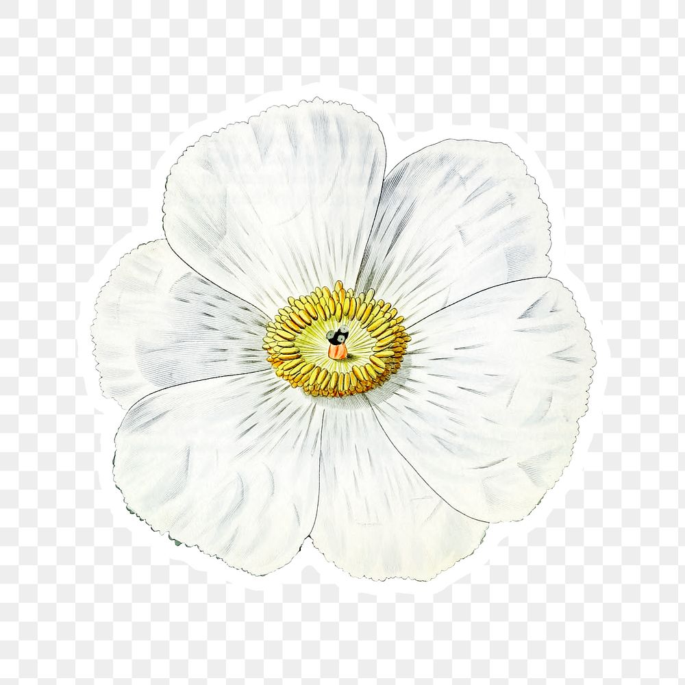 White blooming Mexican poppy png floral illustration