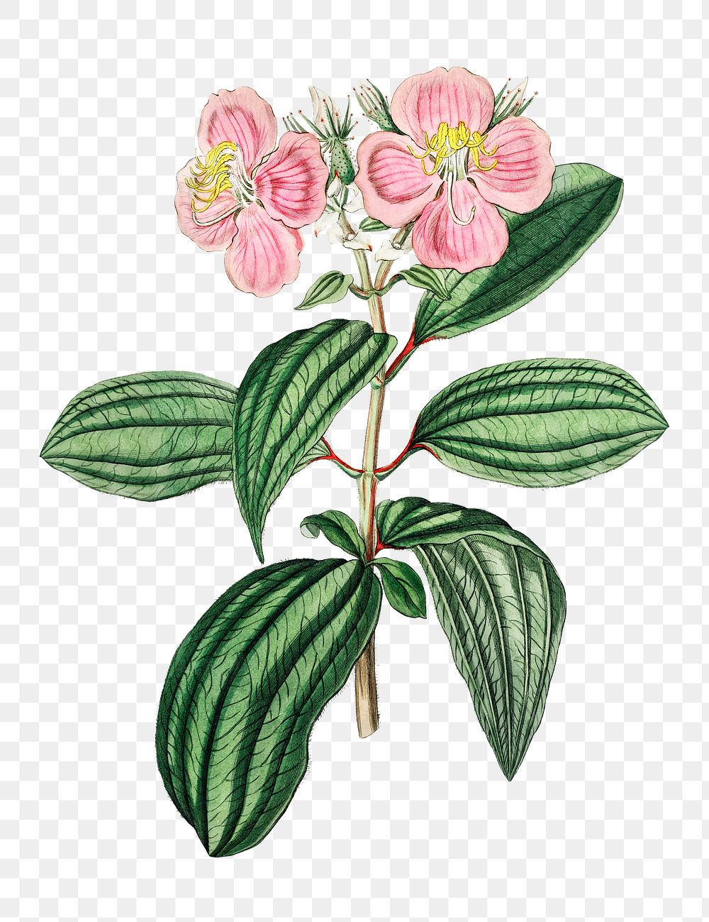 Pink osbeckia png tropical flower botanical vintage illustration
