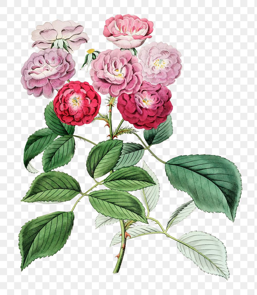 Seven sisters rose blossom png illustration hand drawn