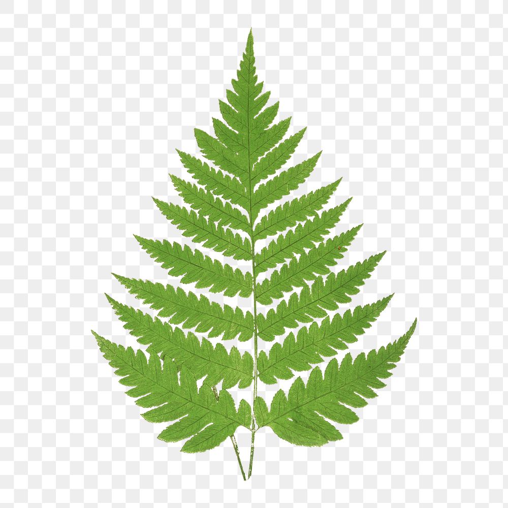 Acrostichum Alienum fern leaf illustration transparent png