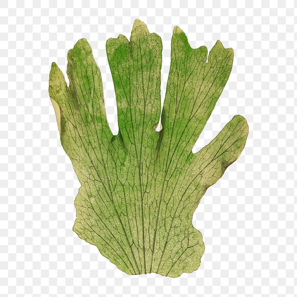 Platycerium Grande (Giant Staghorn Fern) fern leaf illustration transparent png