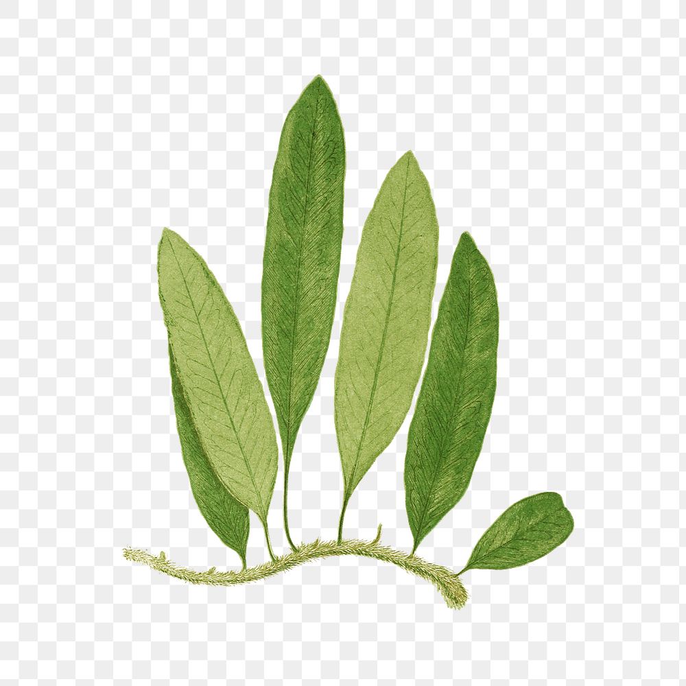 Polypodium Squamulosum fern leaf illustration transparent png