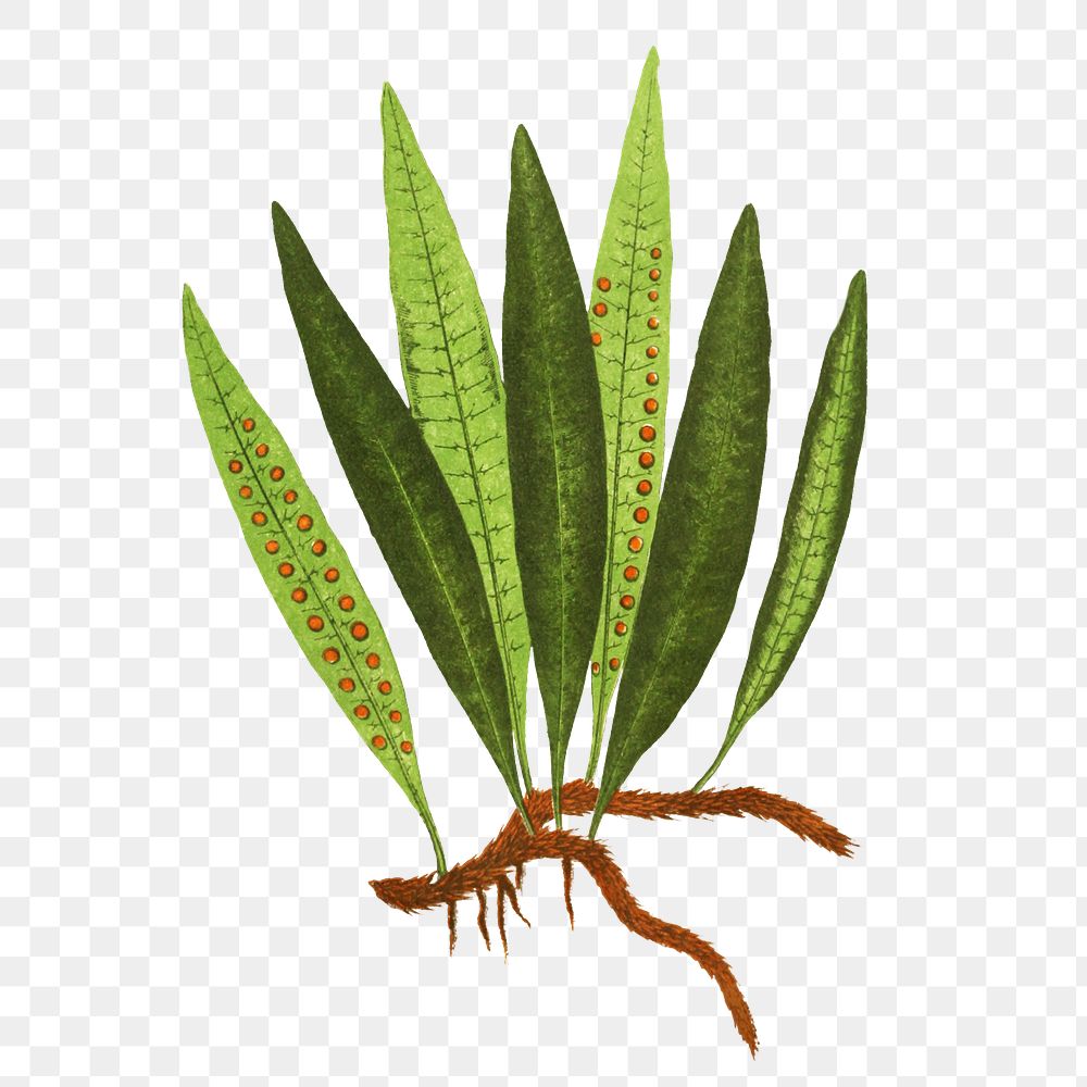 Polypodium Lycopodioides fern leaf illustration transparent png