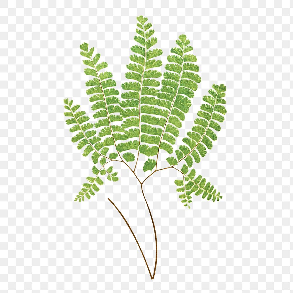 Adiantum Pedatum (Northern Maidenhair Fern) fern leaf illustration transparent png