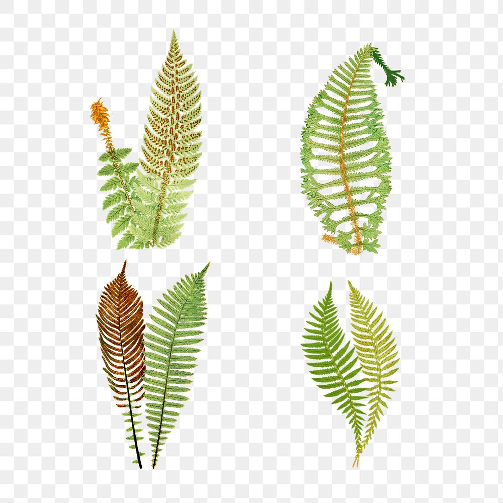 Set of fern leaves transparent png
