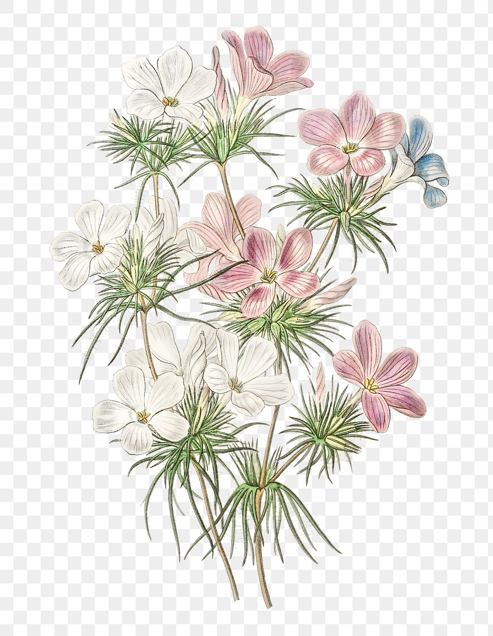 Vintage leptosiphon flower png illustration floral drawing