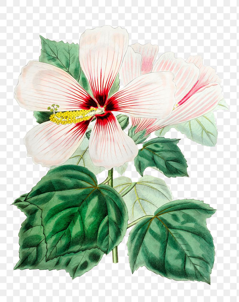 Pink hibiscus flower png vintage botanical illustration