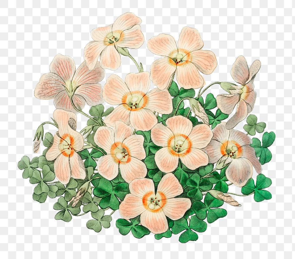 Summer flower pink oxalis png vintage illustration