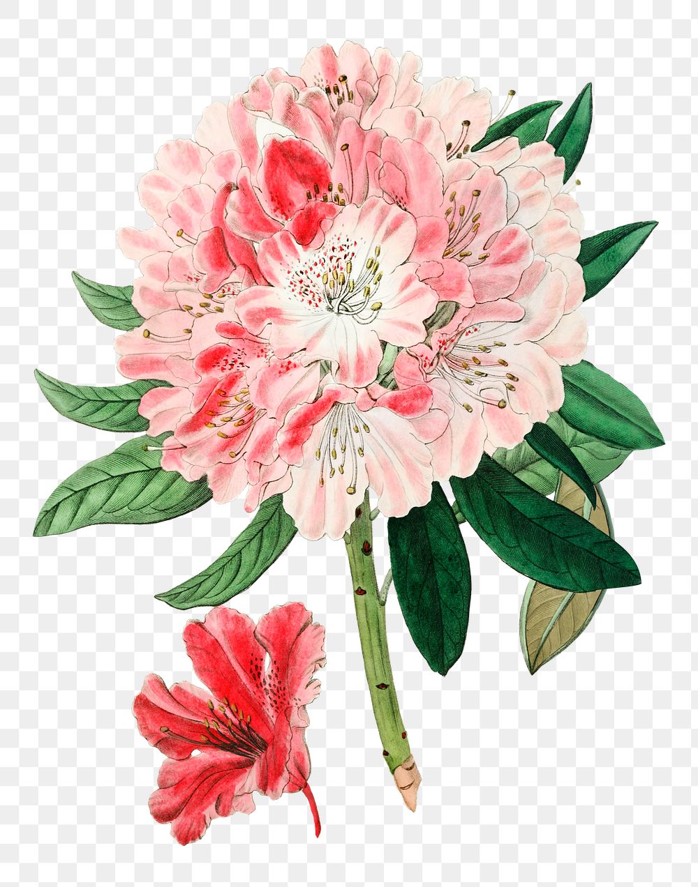 Vintage rhododendron blooming illustration png sticker