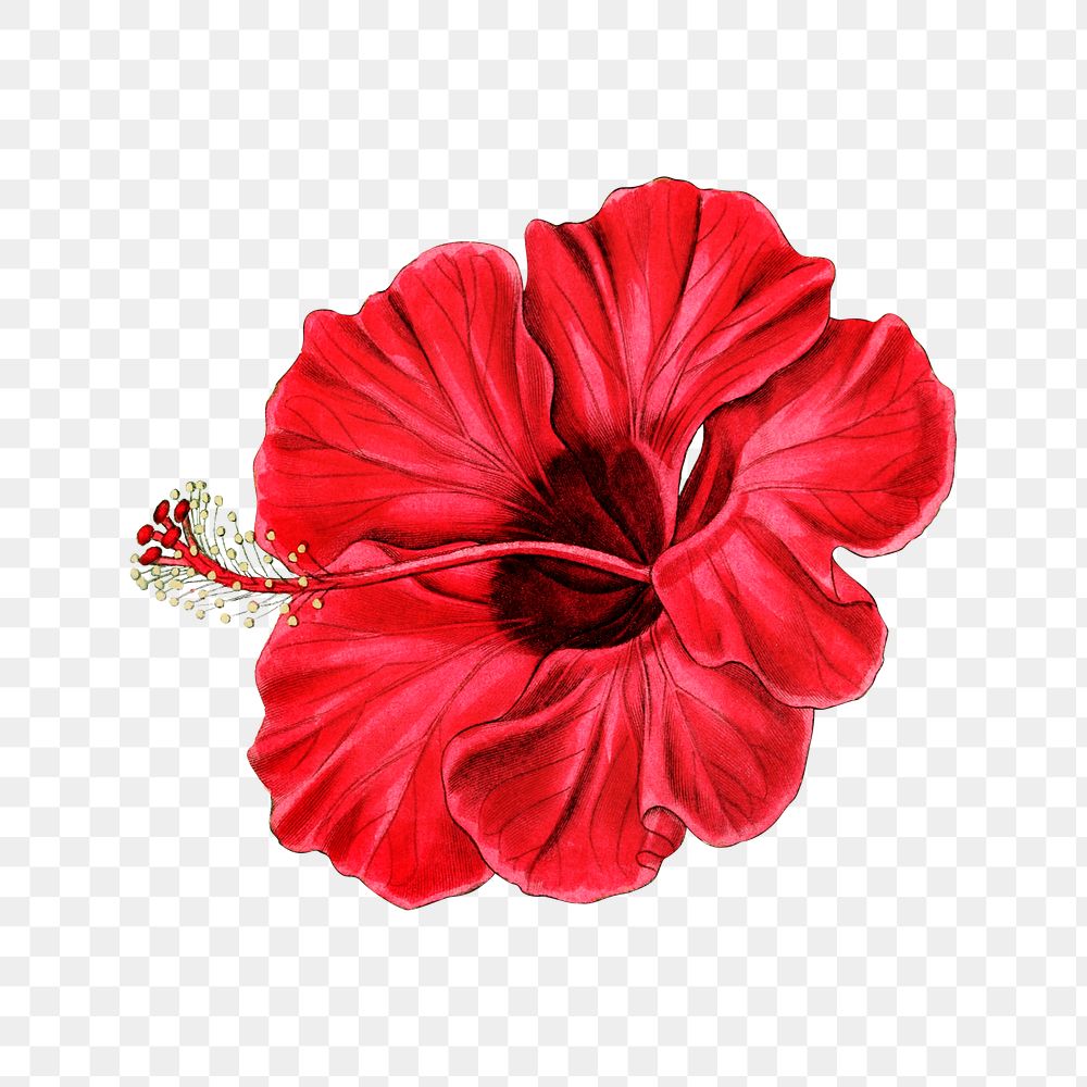 Blooming red hibiscus png illustrated