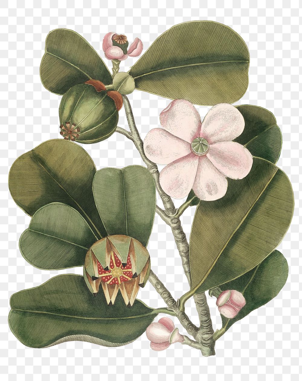 Vintage balsam tree png sticker, botanical illustration, remix from the artwork of Mark Catesby