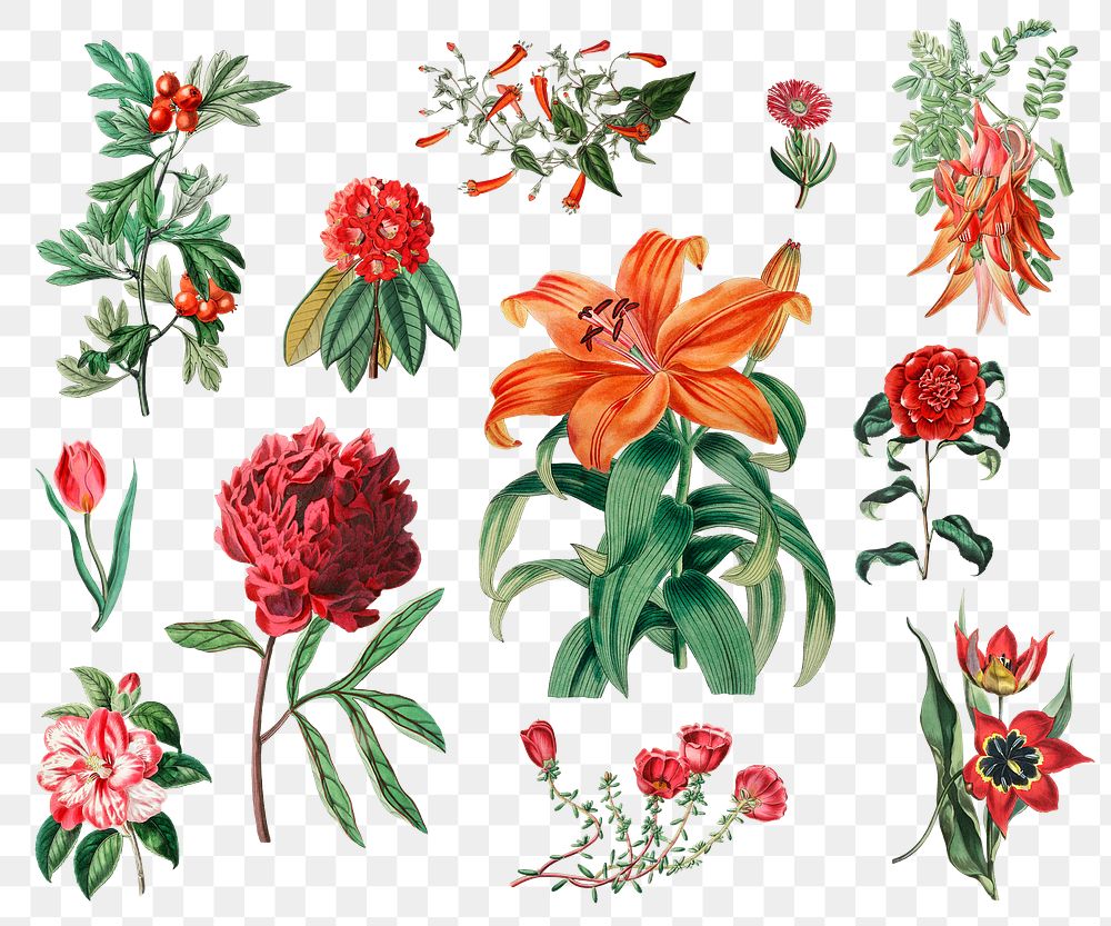 Summer flowers png illustrated vintage collection