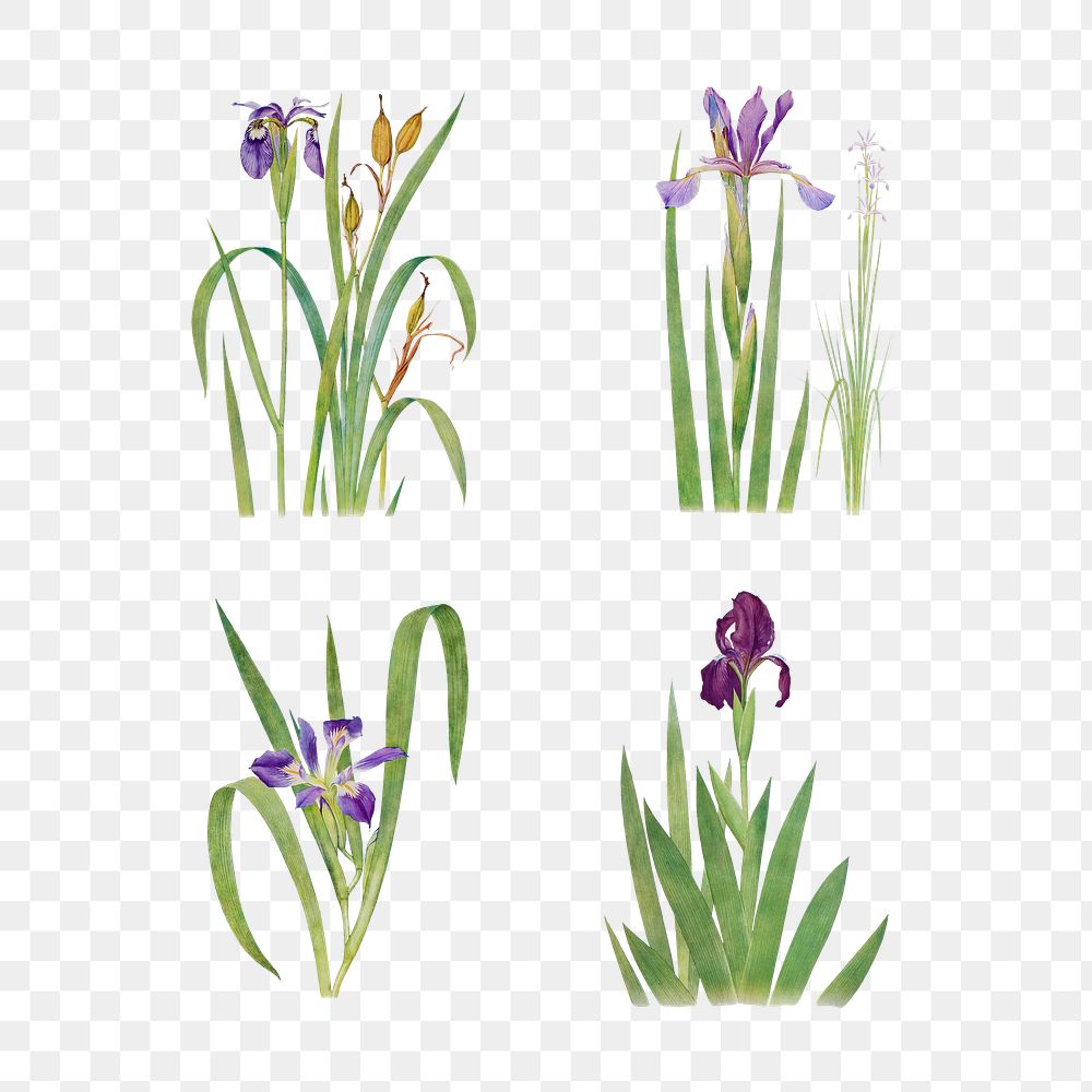 Vintage Iris flower illustrations collection transparent png