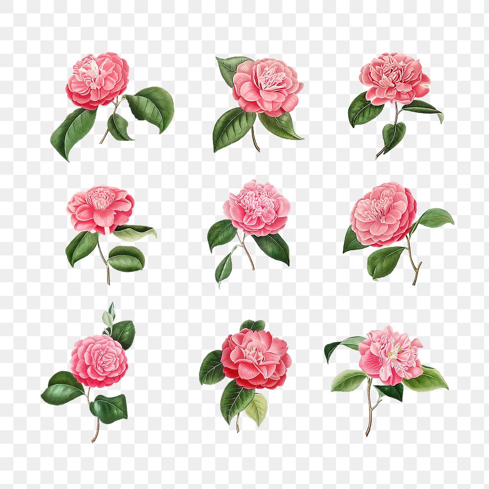 Set of vintage Camellia roses transparent png