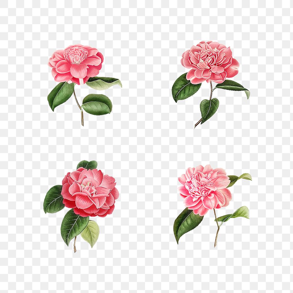 Set of vintage Camellia roses transparent png