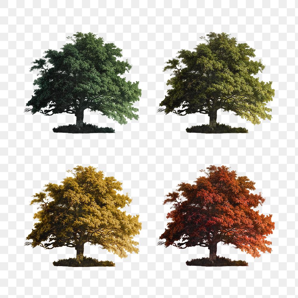 Set of vintage oak tree illustrations transparent png