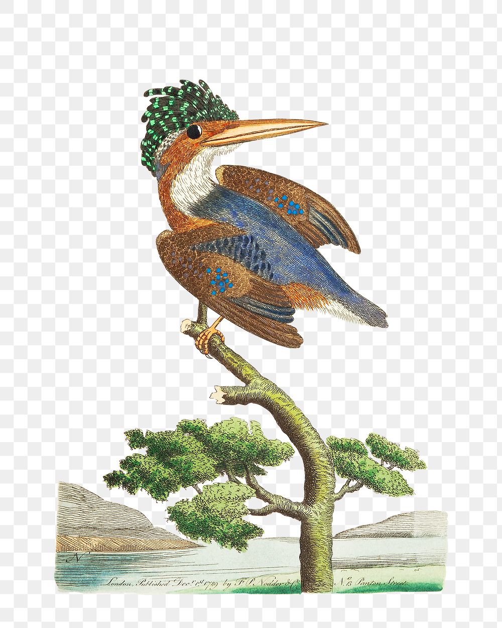 Png sticker crested kingfisher vintage clipart