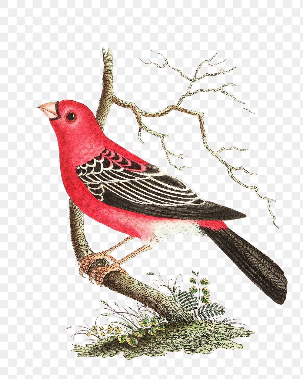 Png sticker bird greater bulfinch vintage clipart