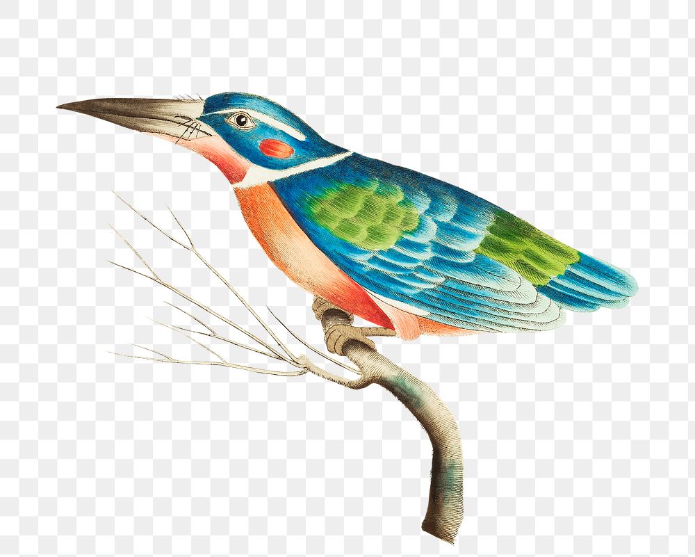 Png sticker blue kingfisher bird illustration
