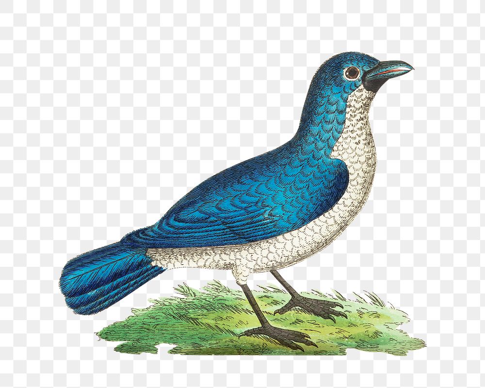 Png sticker blue shrike bird illustration