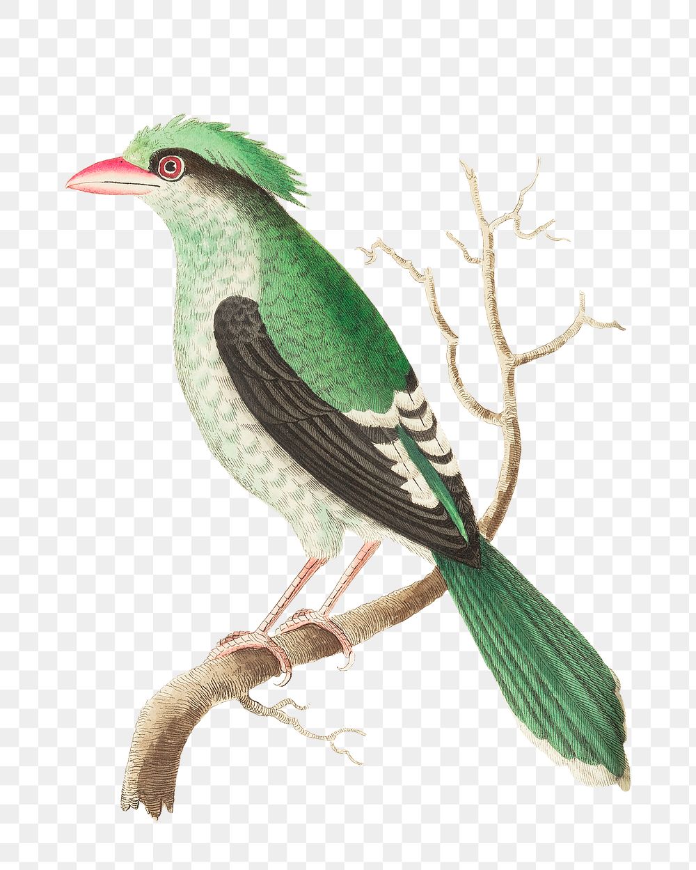 Png sticker green roller bird illustration 